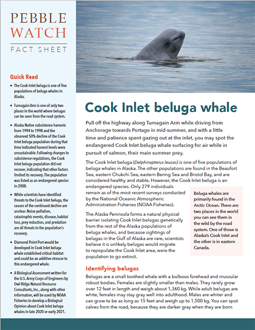 Beluga Whale  NOAA Fisheries